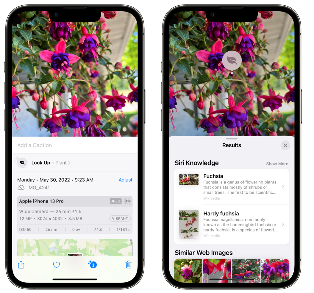 竹溪苹果手机维修分享小技巧：使用 iPhone 相机识别花卉植物 